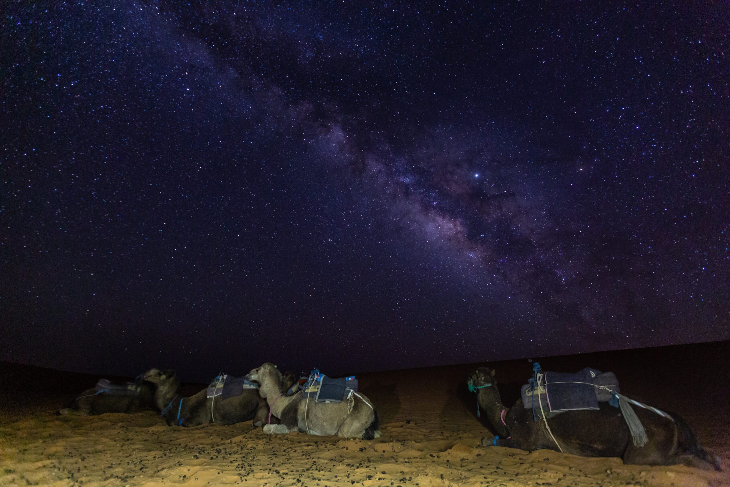 astrophotography with camels in foreground and mil 2023 11 27 05 33 22 utc scaled